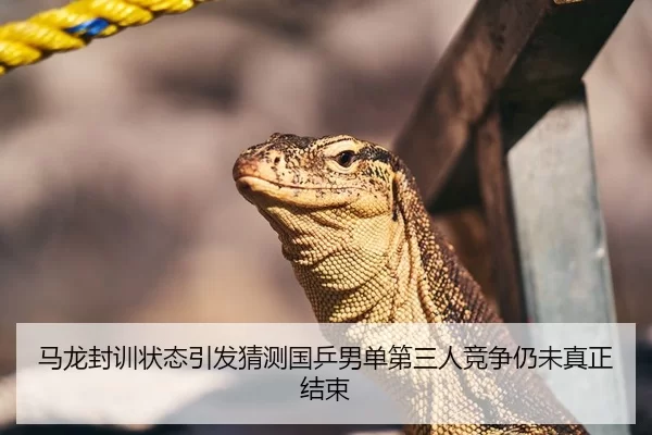 马龙封训状态引发猜测国乒男单第三人竞争仍未真正结束